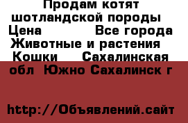 Продам котят шотландской породы › Цена ­ 2 000 - Все города Животные и растения » Кошки   . Сахалинская обл.,Южно-Сахалинск г.